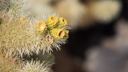 Cholla Cactus close up