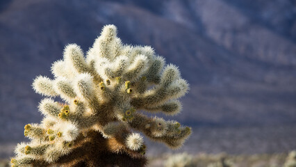 Cholla Cactus close up