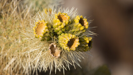 Cholla Cactus close up