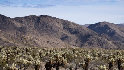 Cholla cactus with mountains