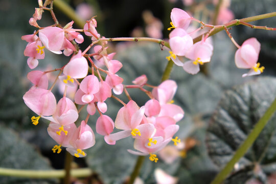 Dainty pink Begonia ÔBlack RaspberryÕ in flower..
