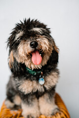 A shaggy bernadoodle dog smiles at the camera on a white background