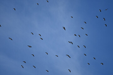 migration of storks to europe