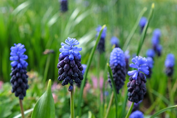 Clusters of tiny bell shaped blue flowers of the grape hyacinth, or 'Muscari latifolium'.