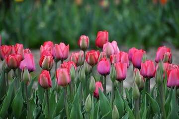 チューリップ,滋賀県,米原市,黄色,赤色,ピンク,花,花壇,春,山,風景,花びら,桜,畑,Tulips,Tulip field,ユリ科,球根,Liliaceae,Bulbs,鬱金香,ラーレ,Tulipa,lale,オランダ