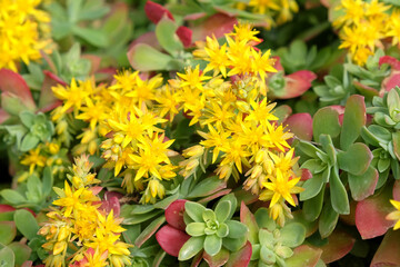 Sedum palmeri Ôsubsp. palmeri tetraploidÕ in flower