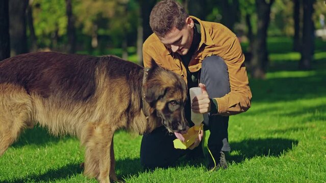 Thirsty german shepherd dog drinking water from cup in owner's hands, slow-mo