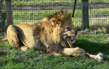 wild animals on safari, mammals, feeding and grazing