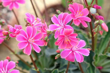 Pink Lewisia cotyledon in flower