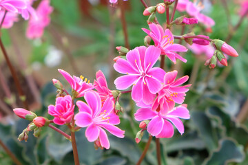 Pink Lewisia cotyledon in flower