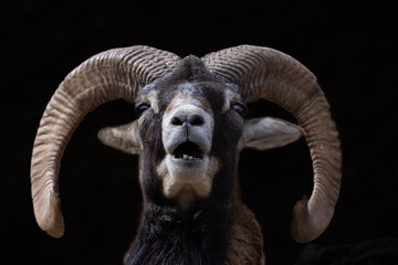 ヒマラヤタール