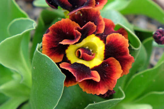 Primula Alpine Auricula ÔBilbo BagginsÕ In Flower