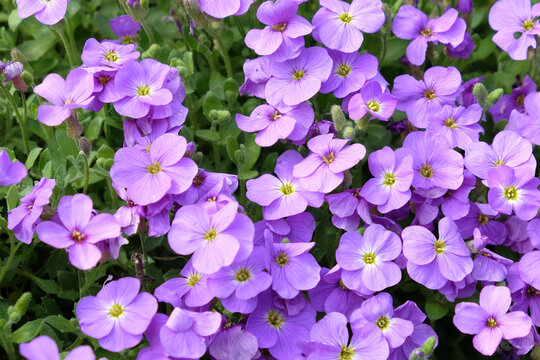 Purple Rock Cress in flower
