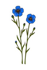 Hand drawn colored botanical vector illustration of a blooming flax. Meadow plant drawing