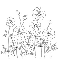 blossom anemone field flower outline contour coloring book vector hand drawn page