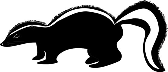 Illustration of a Skunk