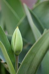 Tulips first leaves and green flowerbud, closeup of bud vertical.
