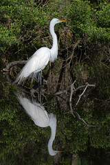 Great Egret perched on a branch with reflection in water's surface.