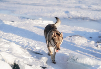 Bright portrait of a crossbreed dog and wolf walking on frozen lake at sunset. Mountans and ice hummocks on background. Beautiful natural background.