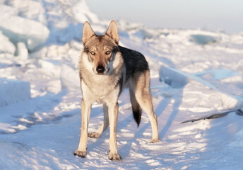 Naklejka premium Bright portrait of a crossbreed dog and wolf standing in snow at sunset. Ice hummocks on background. Beautiful natural background.