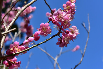 春の香り、梅咲きほこる湯河原梅林