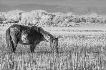 cavalli sulla giara - Sardegna