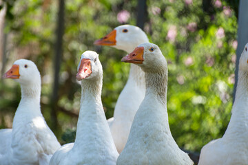 group of geese