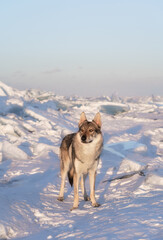 Bright portrait of a crossbreed dog and wolf standing in snow at sunset. Ice hummocks on background. Beautiful natural background.