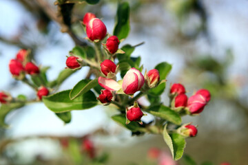 Apfelbaumblüten