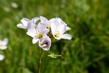 Fototapeta premium Tiny black beetles covered in pollen inside the blooms of Lady's Smock (Cardamine pratensis), also known as Cuckoo flower, Mayflower or Milkmaids