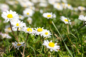 Close-up of daisies (bellis perennis) in a grassy field. Also known as Common daisy, Lawn daisy, or English daisy. Intentionally blurred background.