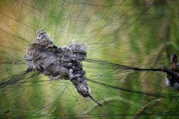 Dead bird hanging on trapped in the net.