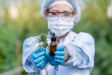Doctor hand holding bottle of Cannabis oil in pipette, Hemp oil drops and fresh cannabis leaves....