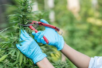 A Scientist holds a cannabis cone in her hand and cuts it with secateurs, Trimming cannabis sativa...
