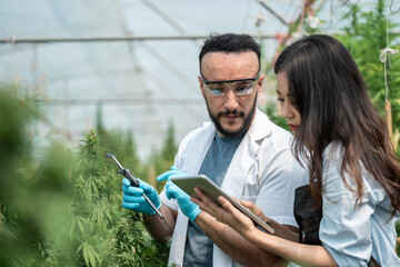 Two scientists are working in a hemp field, they are checking plants and measuring cannabis cone...