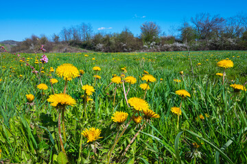 Beautiful spring decor. Field with green grass and many yellow flowers - dandelion.