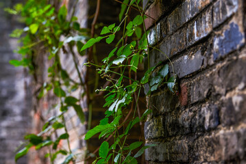 Brick walls and planted plants in an ancient Chinese village