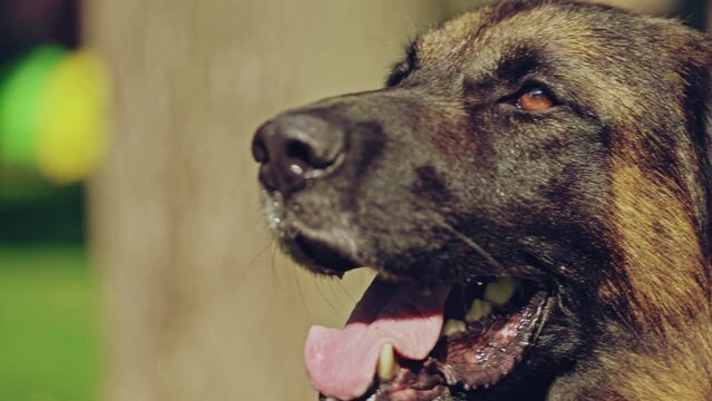 German shepherd dog barking, sitting outdoors, protecting territory, close-up