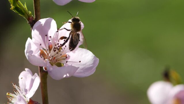 Honey bee gathering nectar from apricot blossom on a warm and sunny spring day.