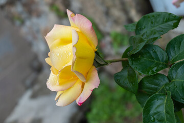 Detail of a beautiful yellow rose with raindrops isolated