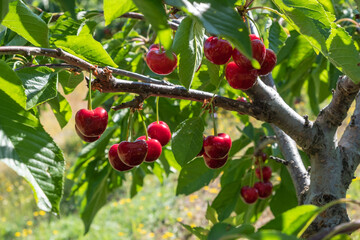 Fresh ripe sour cherry hanging on cherry tree in orchard.