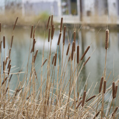 reed bed