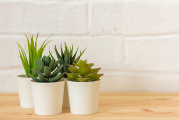 Indoor artificial plants, various succulents in pots. Succulents in white mini-pots. Ideas for home decoration.Copy of the space.