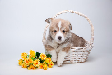 cute welsh corgi puppy in a basket on a white background isolated, cute pets concept