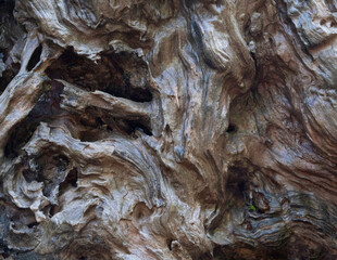 Twisted driftwood texture