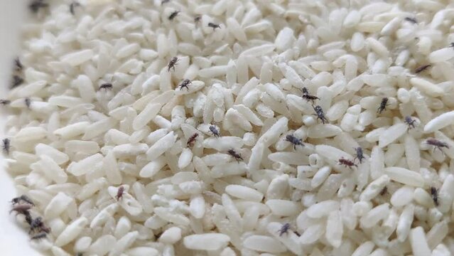 Rice weevil infestation
