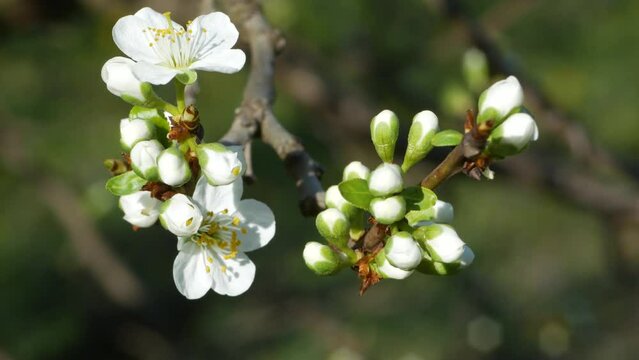 Plum tree blossom shaking in the fresh spring wind