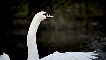 Swan