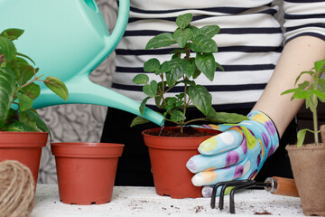 Care for houseplants at home. The process of watering with water from a watering can of green plants. Woman gardener watering potted houseplant. Home gardening, love of plants and care.