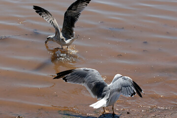 seagull on the beach